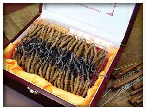 安图冬虫夏草回收